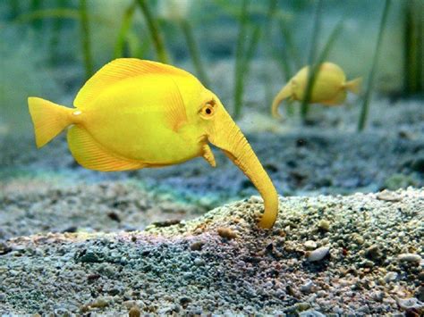 a yellow fish is in the water and it has an interesting caption for its name