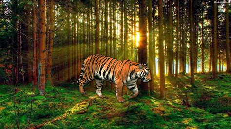 🔥 Download Tiger Wallpaper HD Baltana by @greed | Hd Tiger Backgrounds, White Tiger Wallpaper Hd ...