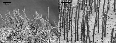 Biomimetic Cilia Arrays | CISMM