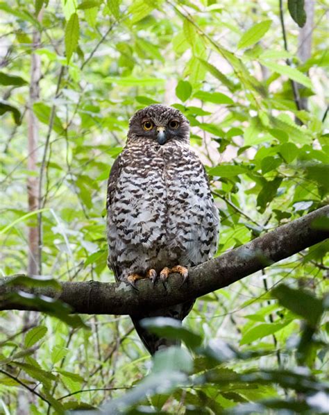 Powerful Owl Sounds & Calls | Wild Ambience Nature Sounds