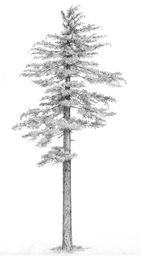 Pinus lambertiana (sugar pine) description - The Gymnosperm Database