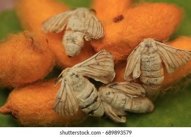 156 Silkworm Hatching Images, Stock Photos & Vectors | Shutterstock