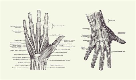 Human Hand Anatomy - Dual View - Vintage Diagram 2 Drawing by Vintage Anatomy Prints - Pixels