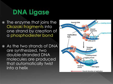 PPT - DNA Replication and Repair PowerPoint Presentation, free download ...