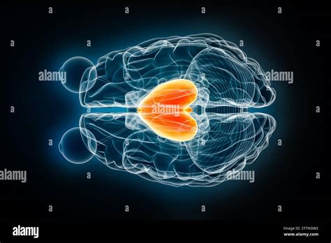 Forebrain or prosencephalon x-ray superior or top view 3D rendering illustration. Human brain ...