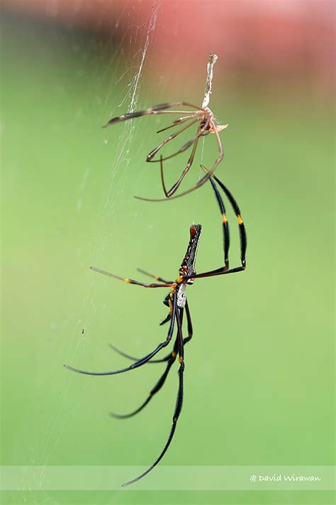 Does Spider Molt? - Singapore Geographic