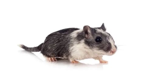 Why Your Gerbil Might Bite and How to Stop It – PetsBuilder