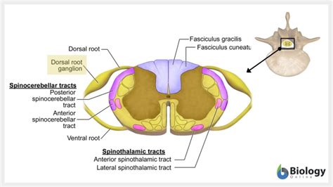 Dorsal Root Ganglion Location