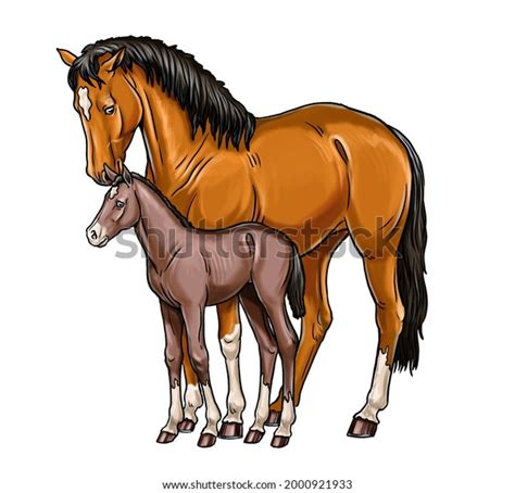 Mare Foal Cartoon Horses Drawing Horse Stock Illustration 2000921933 | Shutterstock