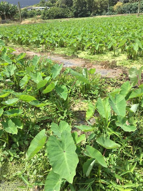 Wetland | Wetland, Plants, Taro