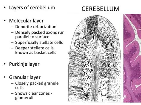 Histology of cerebrum and cerebellum