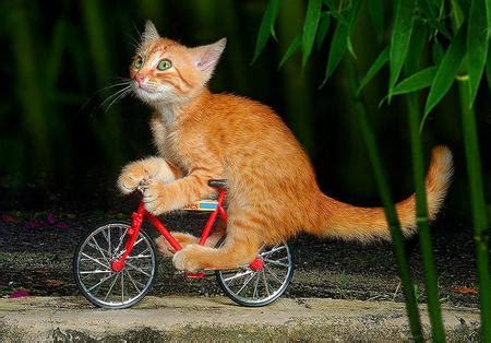 Cat Riding Bike Blank Template - Imgflip