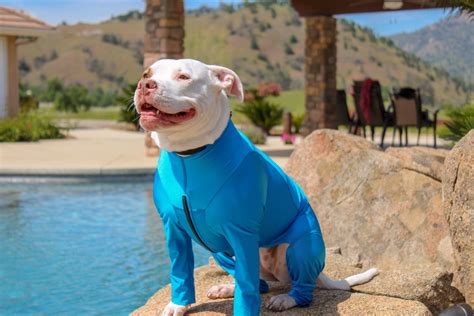 How to Keep Your Pup Cool All Summer Long - K9 Top Coat