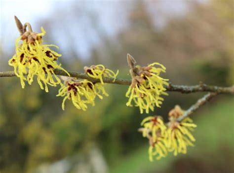 Hamamelis mollis var. pallida