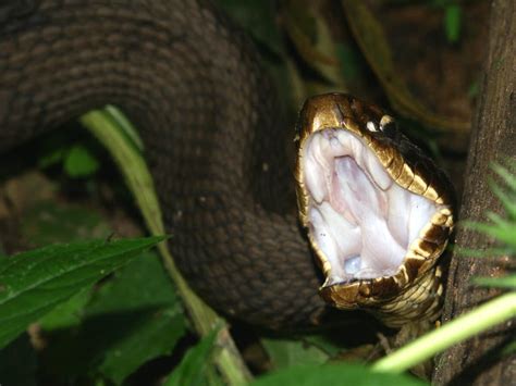 Symptoms and Treatment of a Cottonmouth Bite