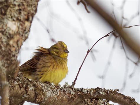 Yellowhammer | BirdForum