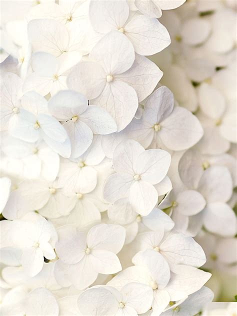 White Flowers Wallpapers - Wallpaper Cave