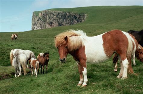 Profil de la race de cheval Shetland Pony