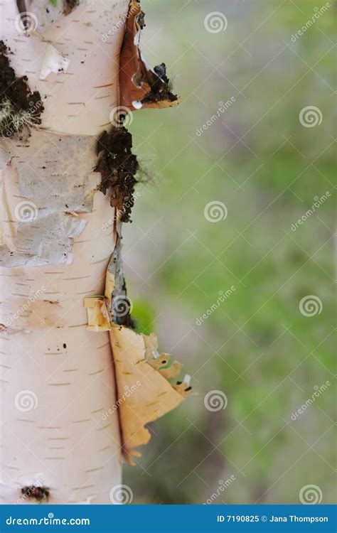 Closeup of Peeling Aspen Tree Trunk Stock Image - Image of closeup ...