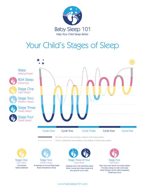 [DIAGRAM] Diagram Of Sleep Cycles - MYDIAGRAM.ONLINE