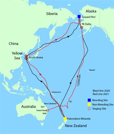 New World Record Migration Flight! | Birding Wire