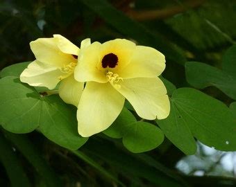 Orchid Tree 'bauhinia Purpurea' Seeds FRESH - Etsy