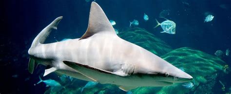 Sandbar Shark · Tennessee Aquarium