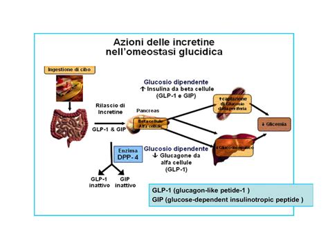 Liraglutide and Cardiovascular Risk Factors in Diabetes