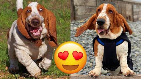 Dogs That Look Like Beagles | atelier-yuwa.ciao.jp