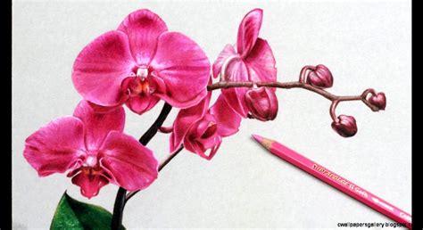 Simple Flower Drawing Colorful | Wallpapers Gallery