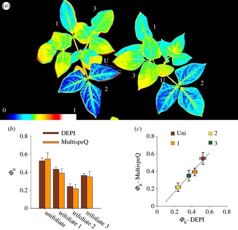 Plant stress measurement