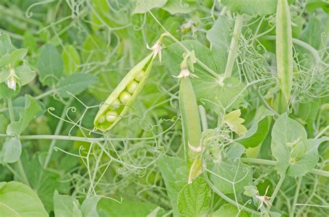 Caring For Garden Peas – How And When To Plant Peas