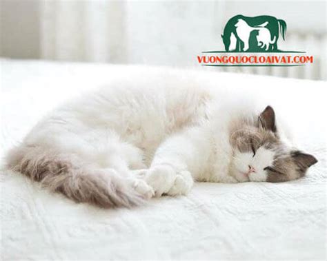 Mèo Ragdoll giá bao nhiêu tiền? Mua, bán ở đâu rẻ nhất Hà Nội, Hcm