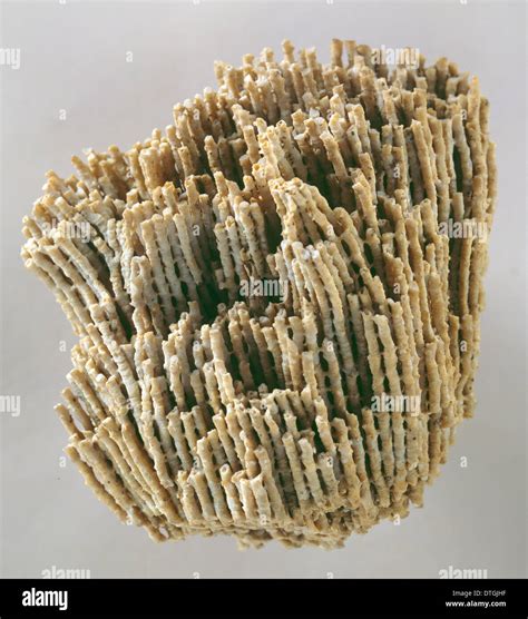 Syringopora reticulata (Goldfuss), coral Stock Photo: 66748683 - Alamy