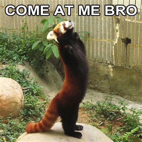 Come at me bro! Red Panda edition. | Come At Me Bro | Know Your Meme