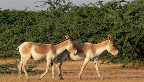 Animals of the Thar Desert | Sciencing