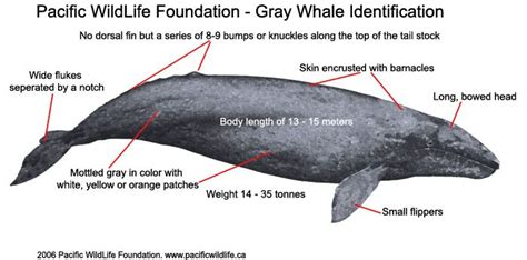 gray whale | Gray whale, Whale facts, Whale