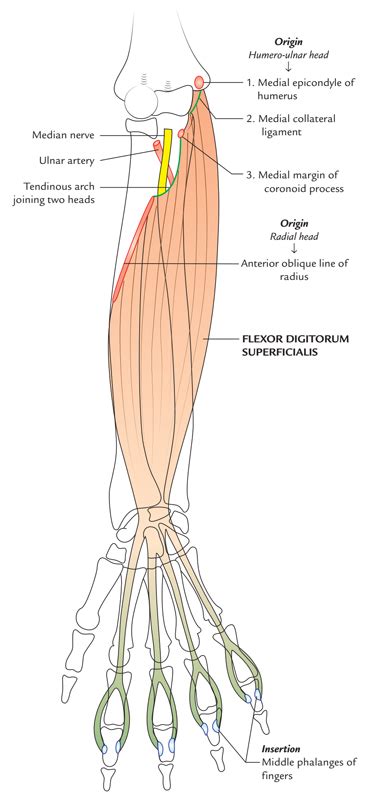 Flexor Digitorum Superficialis – Earth's Lab