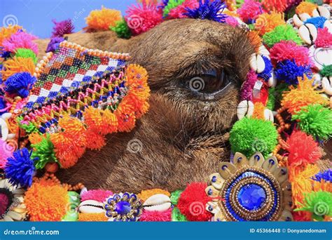 Portrait of Decorated Camel at Desert Festival, Jaisalmer, India Stock ...