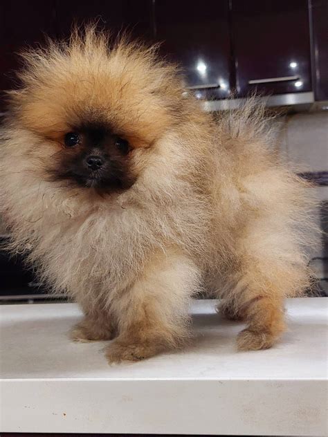 Pomeranian Spitz puppies