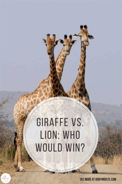 Giraffe vs. Lion: Battle to the Death | Robyn Roste