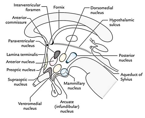 Easy Notes On 【Hypothalamus】Learn in Just 4 Minutes!