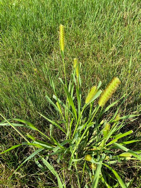 How To Get Rid Of Foxtail In Lawn (Complete Guide To Foxtail Control) - Lawn Phix