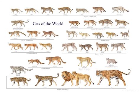 53 HQ Photos Big Cat Species List : List of Big Cats |Types, Names, Species - BigCatsWildCats ...