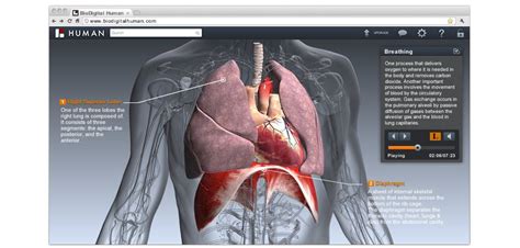 Interactive Exploration of Human Body https://www.biodigitalhuman.com/ | Interactive, Anatomy ...