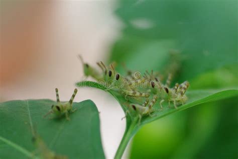 Baby Locust Swarm Green Coloured Small Locust Resting on a Green Leaf ...