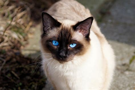 Expected Life Span of a Blue-Point Siamese Cat? | Siamese of Day