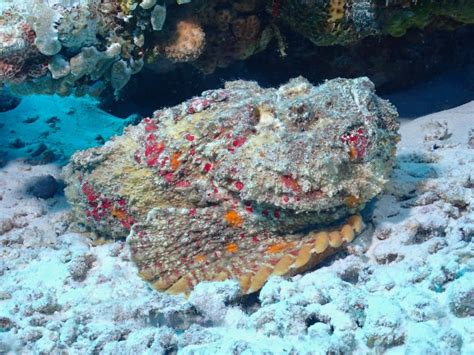 The Reef Stonefish: The Master of Disguise and Silent Killer - Enter the Caves