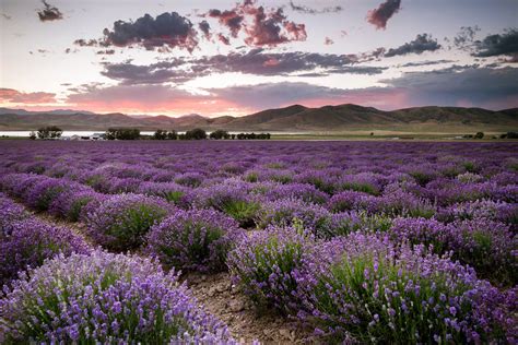 Lavender Fields in Mona, Utah — Nicolesy