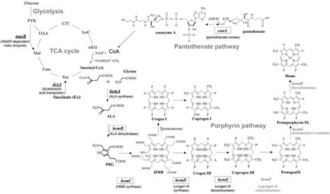 Porphyrin pathway in the heme-synthesizing recombinant E. coli. Genes... | Download Scientific ...